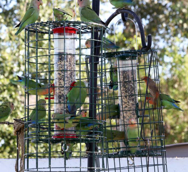 love birds food feeder